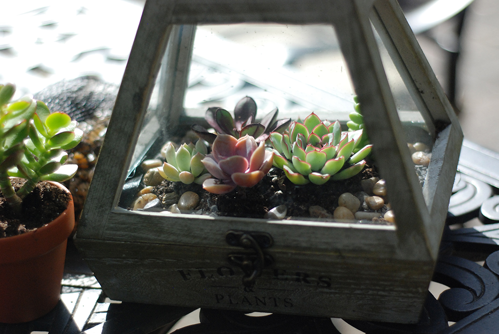 Table Terrarium, DIY, Table Top Plants