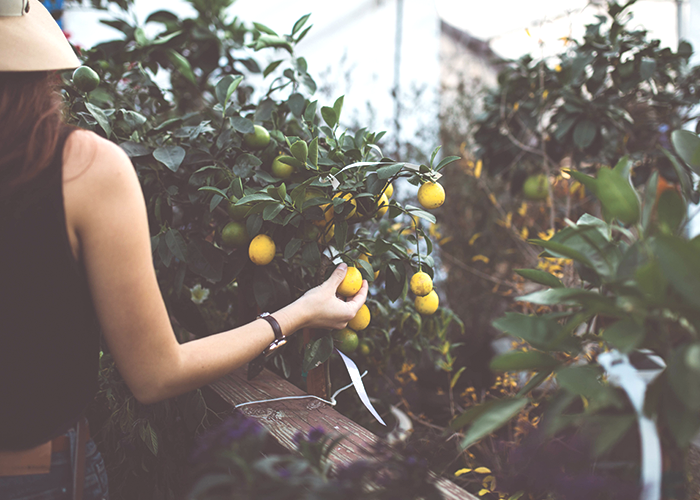 lemon-tree