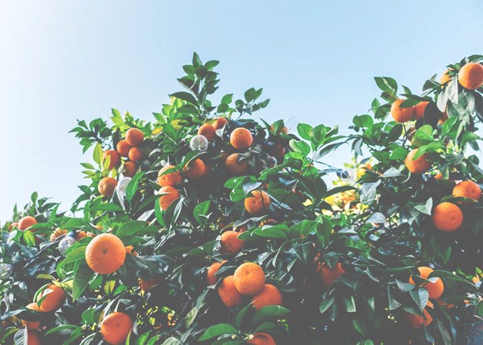 orange-trees