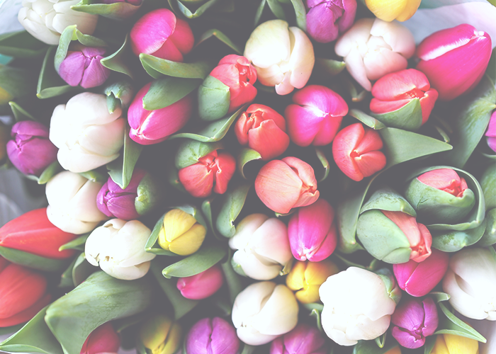 tulips