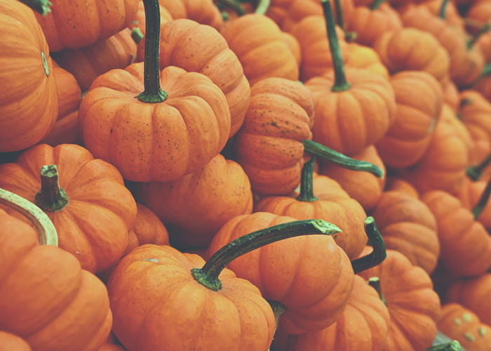tfd_photo_baby-pumpkins