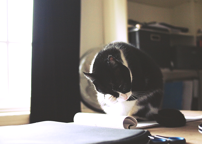 cat-on-desk