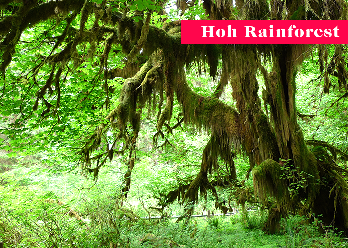 hoh rainforest