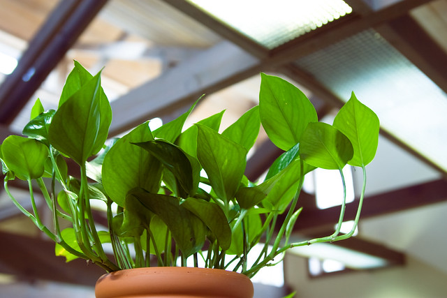 pothos plant