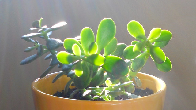 jade succulent