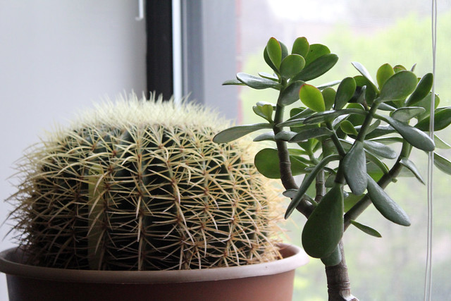 barrel cactus