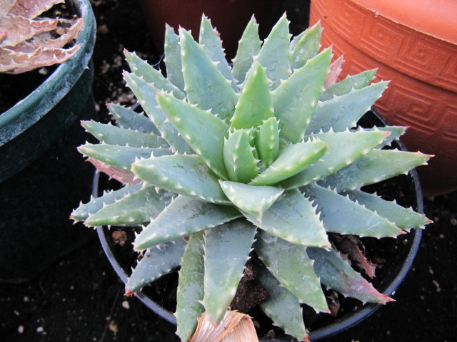 aloe plant