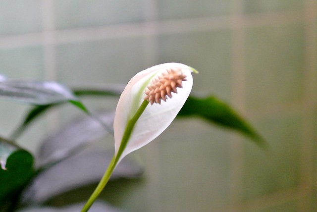 peace lily