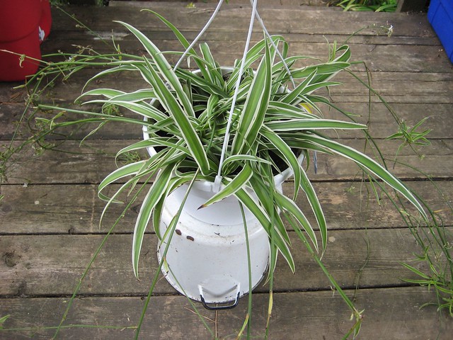 spider plant